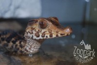 /album/fotogalerie-zoopark-na-hradecku-horni-pena/paleosuchus-palpebrosus-zoopark-jpg/